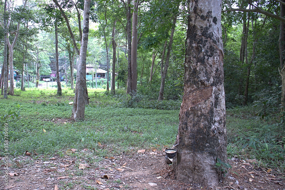 Thailand latex rubber tree being milked on Koh Chang Thailand Thailand latex rubber tree being milked on Koh Chang Thailand