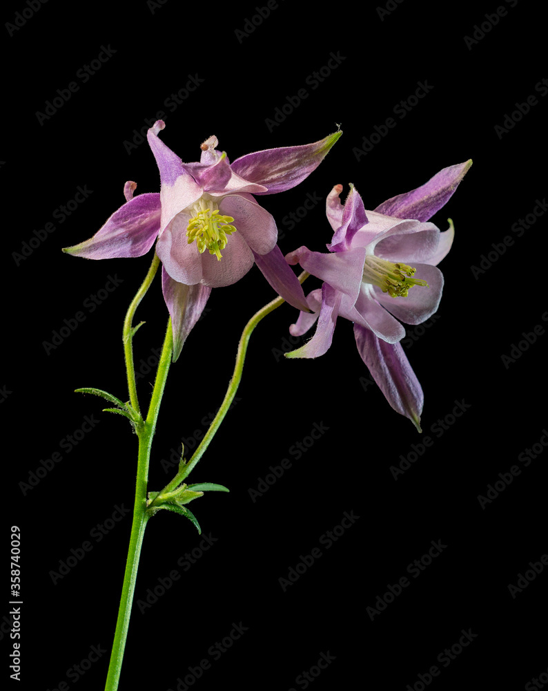 two pink Aquilegia flowers isolated black