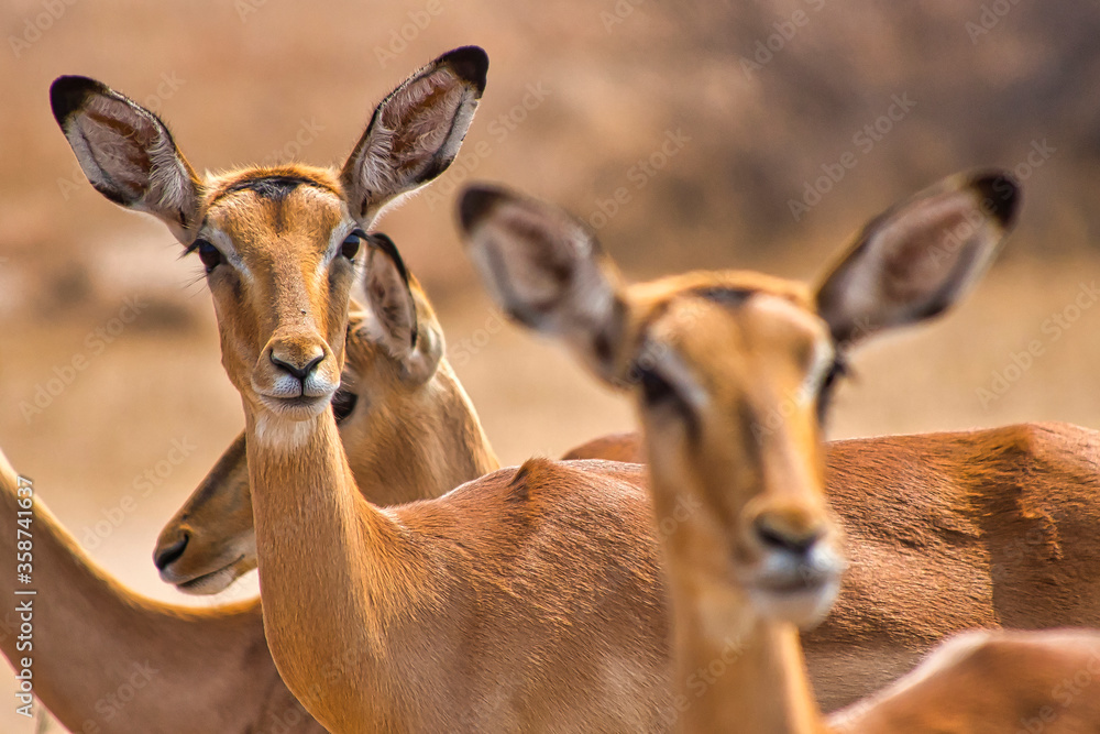 Impala, Aepyceros melampus, Khama Rhino Sanctuary, Serowe, Botswana, Africa Impala, Aepyceros melampus, Khama Rhino Sanctuary, Serowe, Botswana, Africa