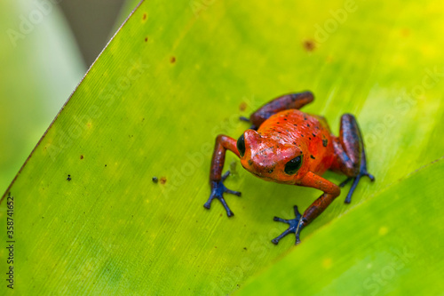 Dart Poison Frog, Blue Jeans, Oophaga pumilio, Dendrobates pumilio,Tropical Rainforest, Costa Rica, Central America, America photo