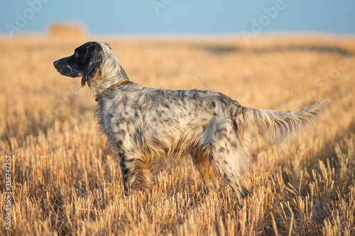Obraz na płótnie Dotted Setter