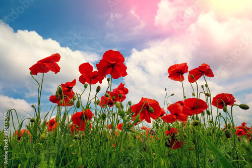 Blossoming Poppies (papaver) field. Wild poppies against blue sky. Flower nature background © vvvita