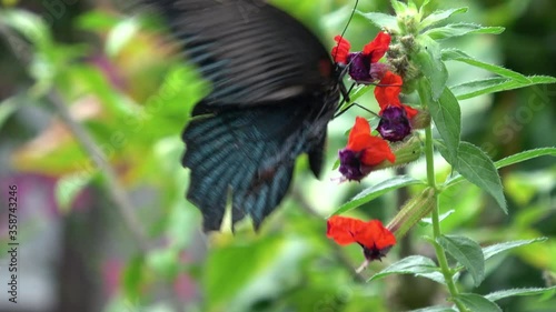 Papilio memnon Linnaeus. Great Mormon Butterfly feeding on nectar. Male. Nagasaki ageha. Closeup shot. 4K photo