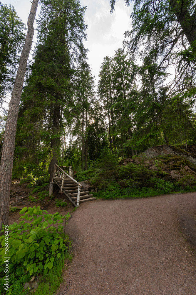 Magnificent forest landscape. Bridge over a stream of birch trees. Magnificent forest landscape. Bridge over a stream of birch trees.