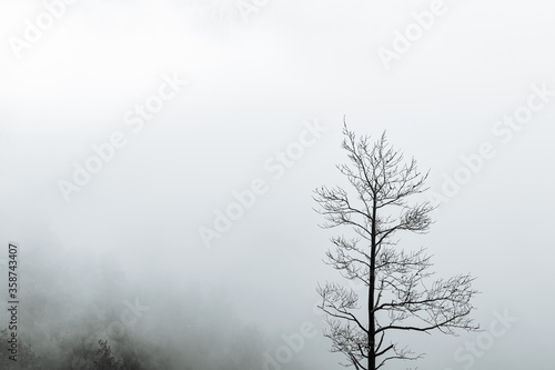 a dry tree standing alone in the mountains against the background of fog, cloudy weather, minimalism