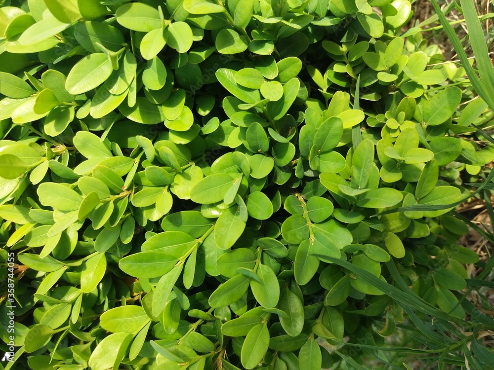 the boxwood the boxwood