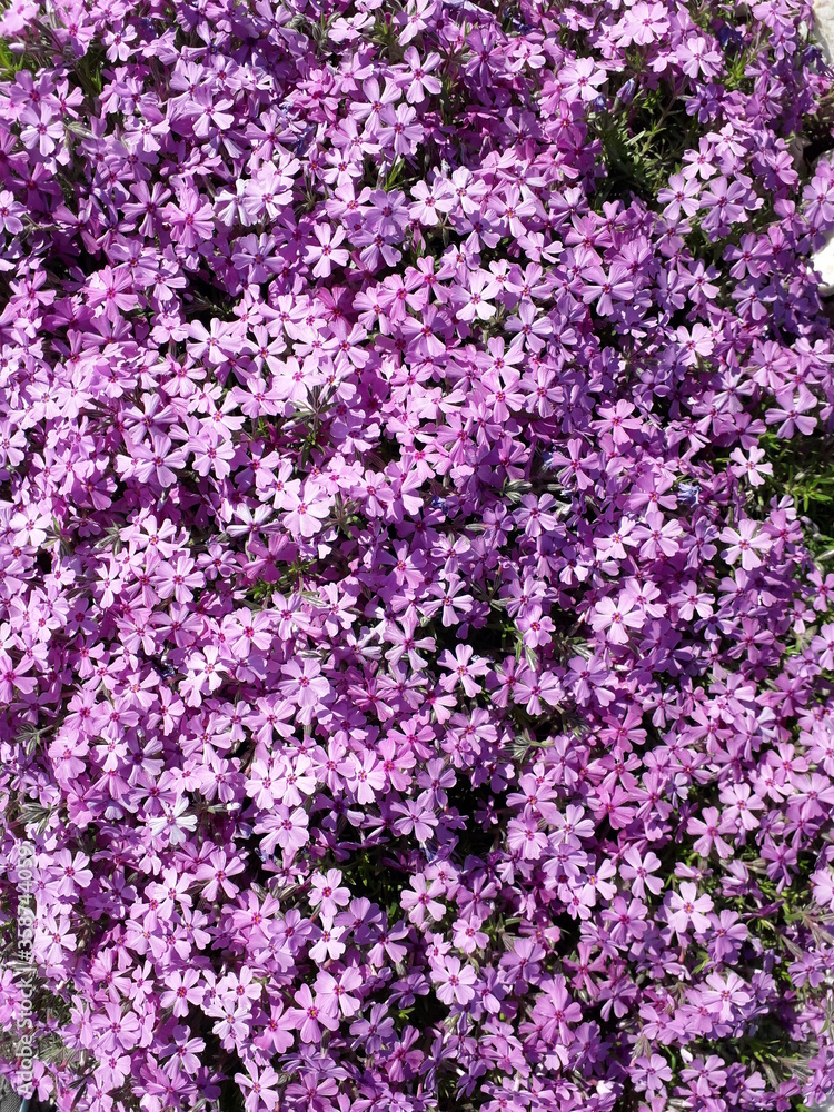 Abundant flowering of Moss Phlox. Pink flowers almost completely cover the leaves. Phlox subulata. Abundant flowering of Moss Phlox. Pink flowers almost completely cover the leaves. Phlox subulata.