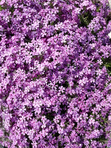Abundant flowering of Moss Phlox. Pink flowers almost completely cover the leaves. Phlox subulata.