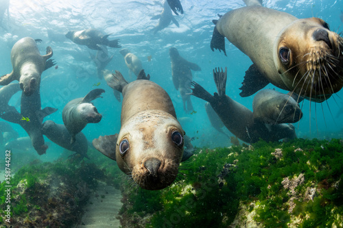 Картината върху платно Southern sea lions, Nuevo Gulf, Valdes Peninsula, Argentina.