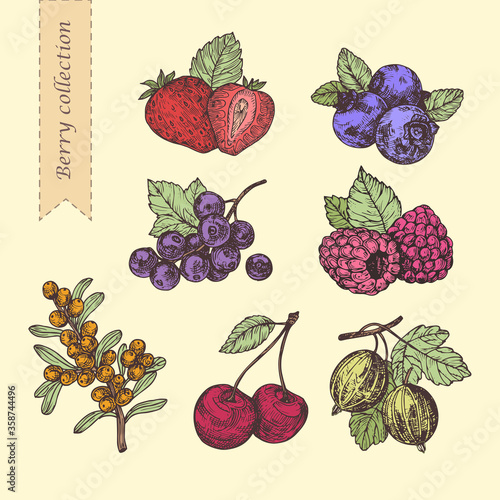 Hand drawn illustration berries set. Vector scetch.Vintage illustration.