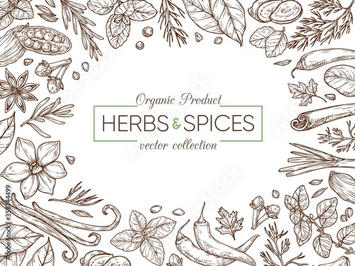 Spices and herbs sketch background. Pepper, basil, cinnamon, vanilla, rosemary, cardamom. 