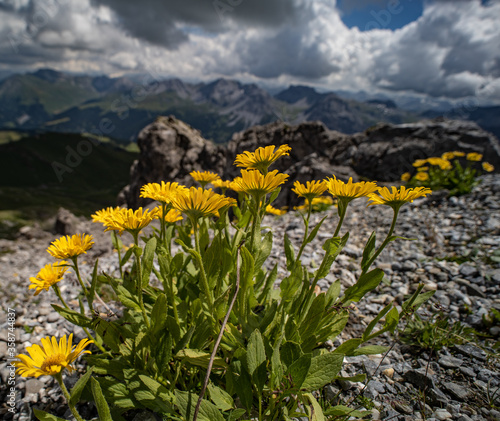 Ochsenauge Buphthalmum salicifolium, Schweizer Alpen Arosa Weisshorn Graubünden  photo