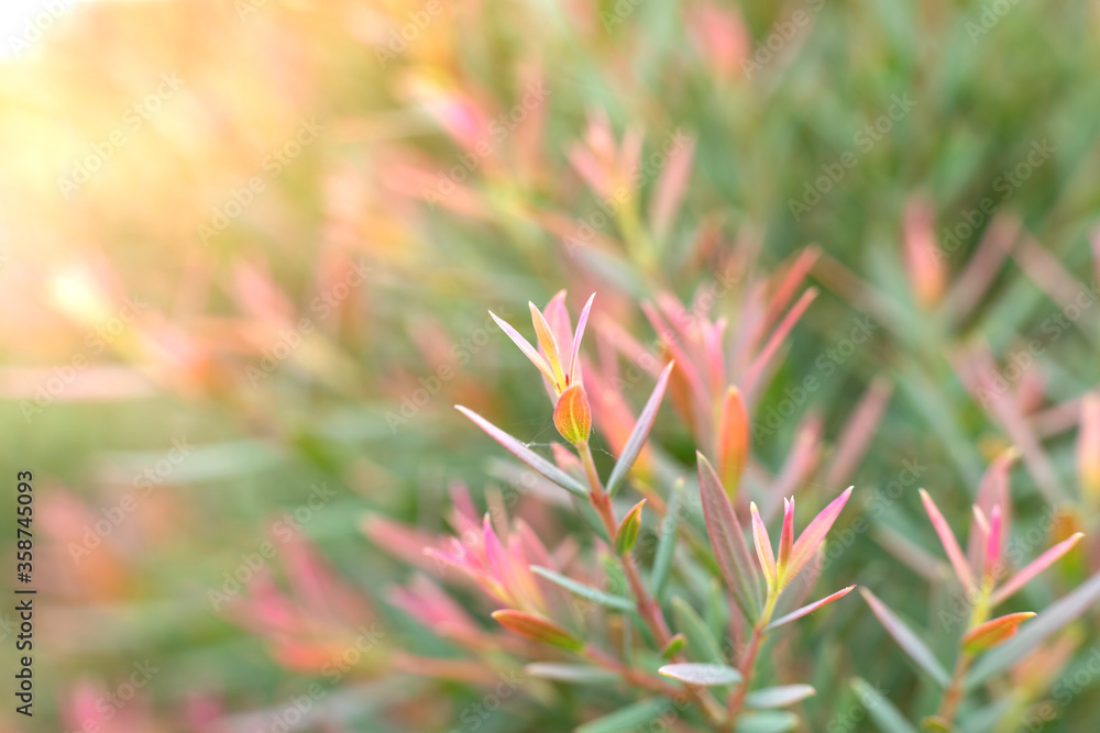 blurred flowers in a field on a beautiful nature background.Happy new day concept: blurred flowers in a field on a beautiful nature background.Happy new day concept: