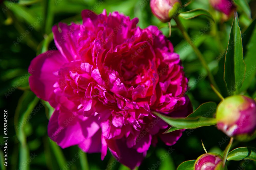 macro photo of a flower of a red peony against a background of greenery