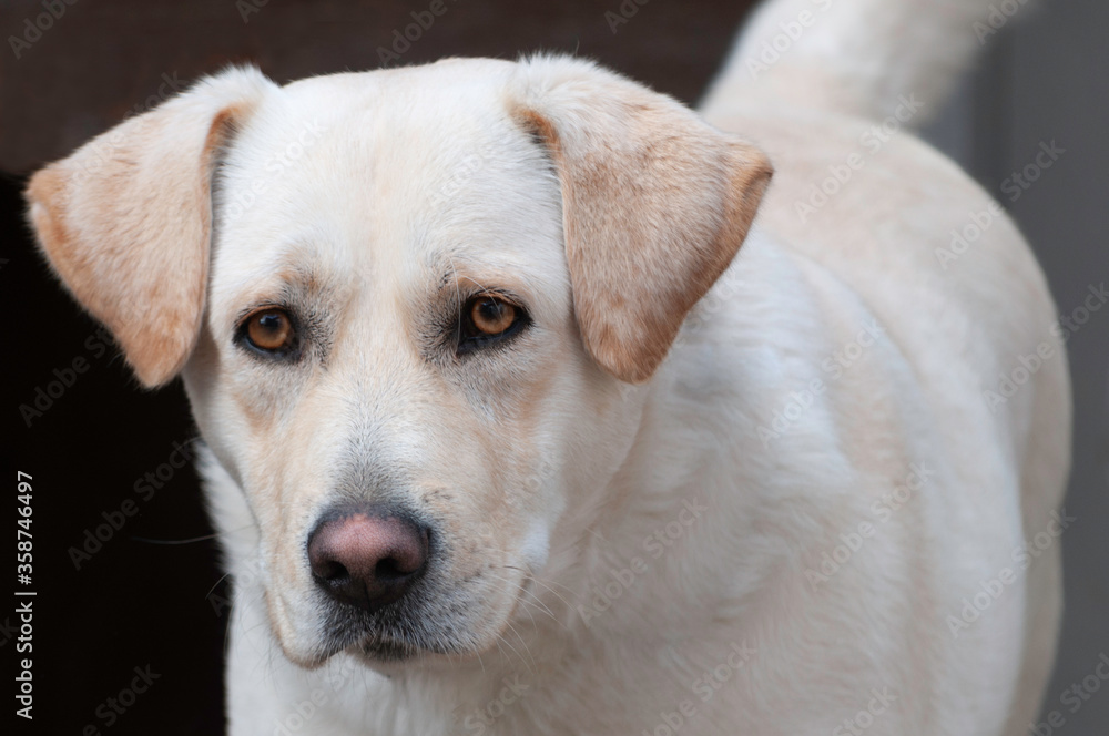 A curious and happy white dog with light brown ears, staring forward A curious and happy white dog with light brown ears, staring forward