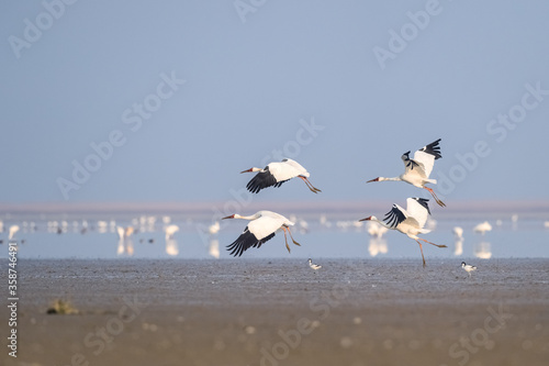 oriental white stork