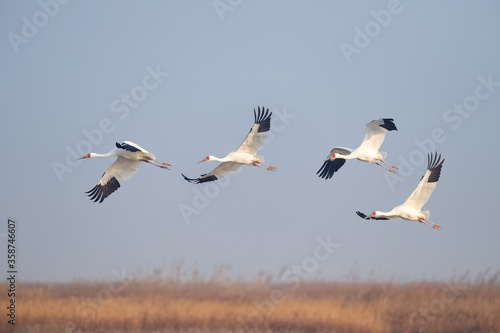 Quadro su tela oriental white stork