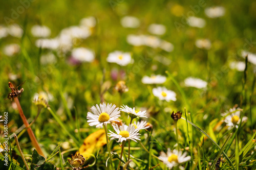 Summer flowers in a field, White daisy in a green grass field, Selective focus, Nobody, Concept summer season and blossom.