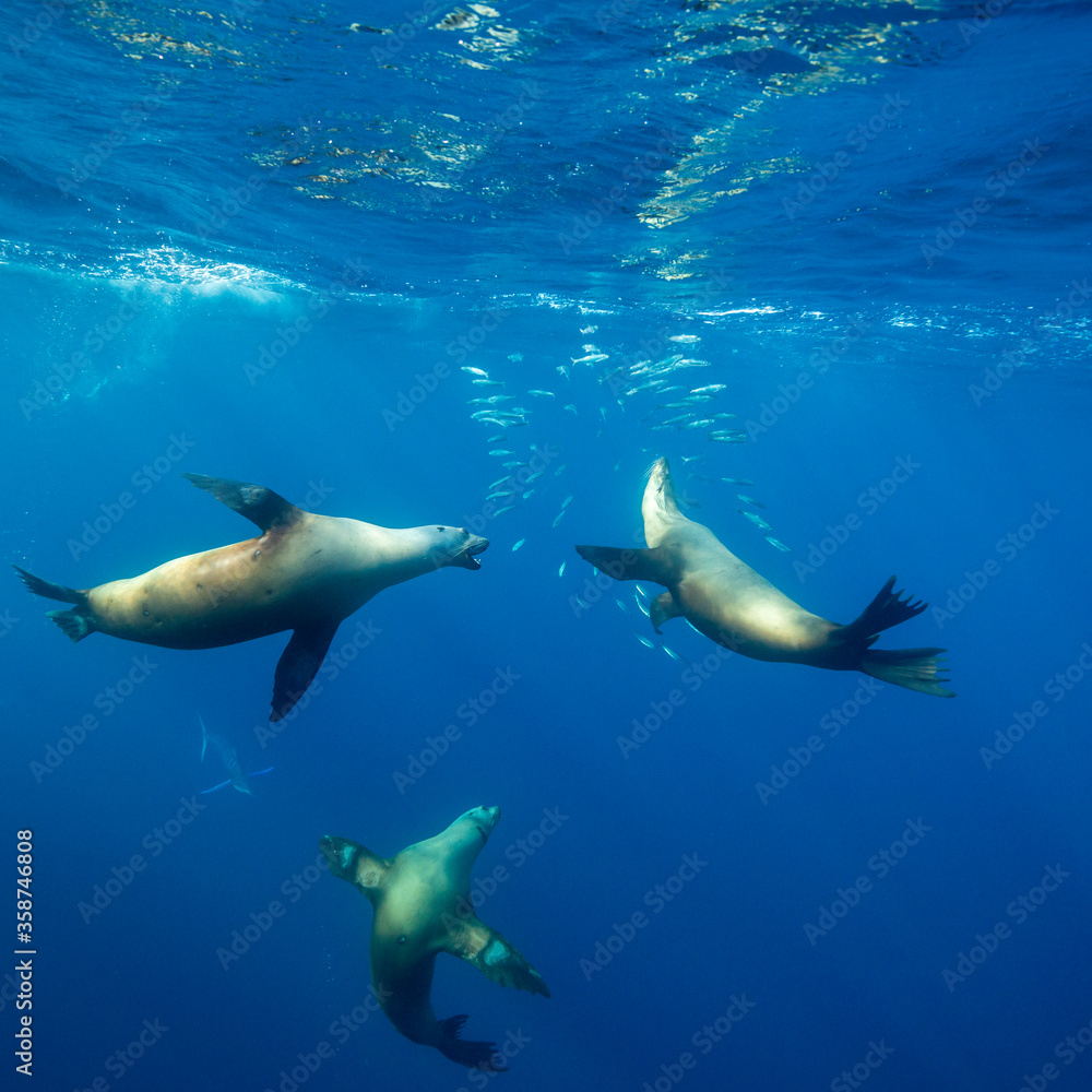 Obraz premium California sea lions feeding on a sardine bait ball, Pacific Ocean, Baja California, Mexico.