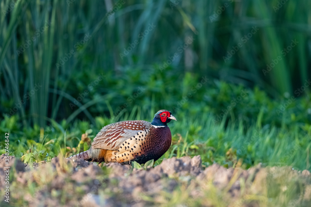 Fototapeta premium male common pheasant