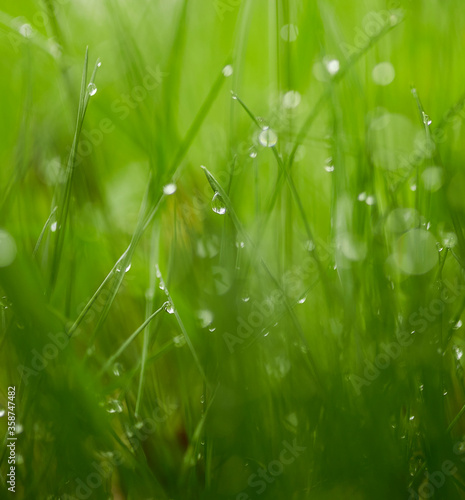 Dewdrops / Water drops on green grass leafs stock photo