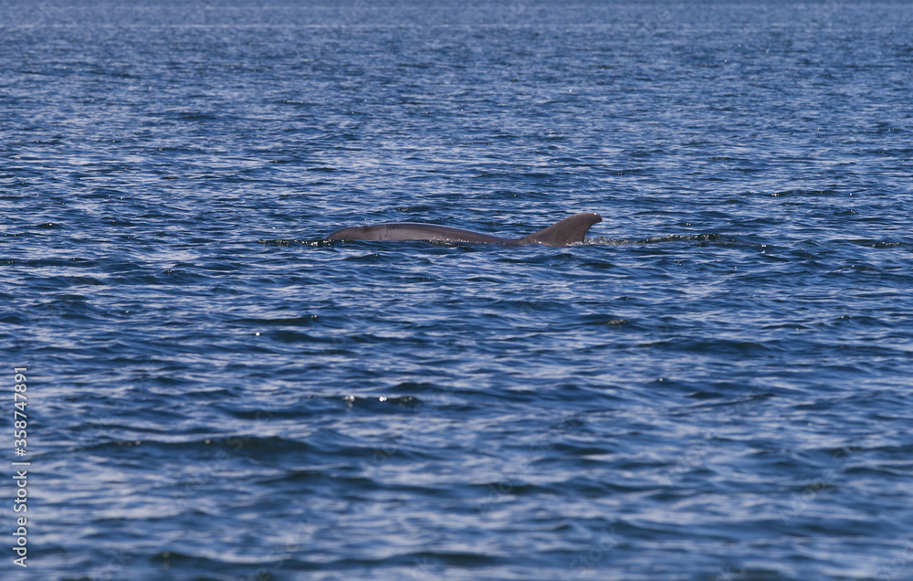 Fototapeta premium Delfin