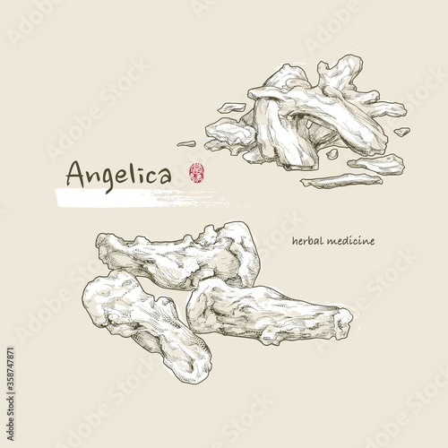 Hand-drawn outline illustration of herbal medicine, the Angelica. drawing by engraved dot and line. Asian retro and vintage style.