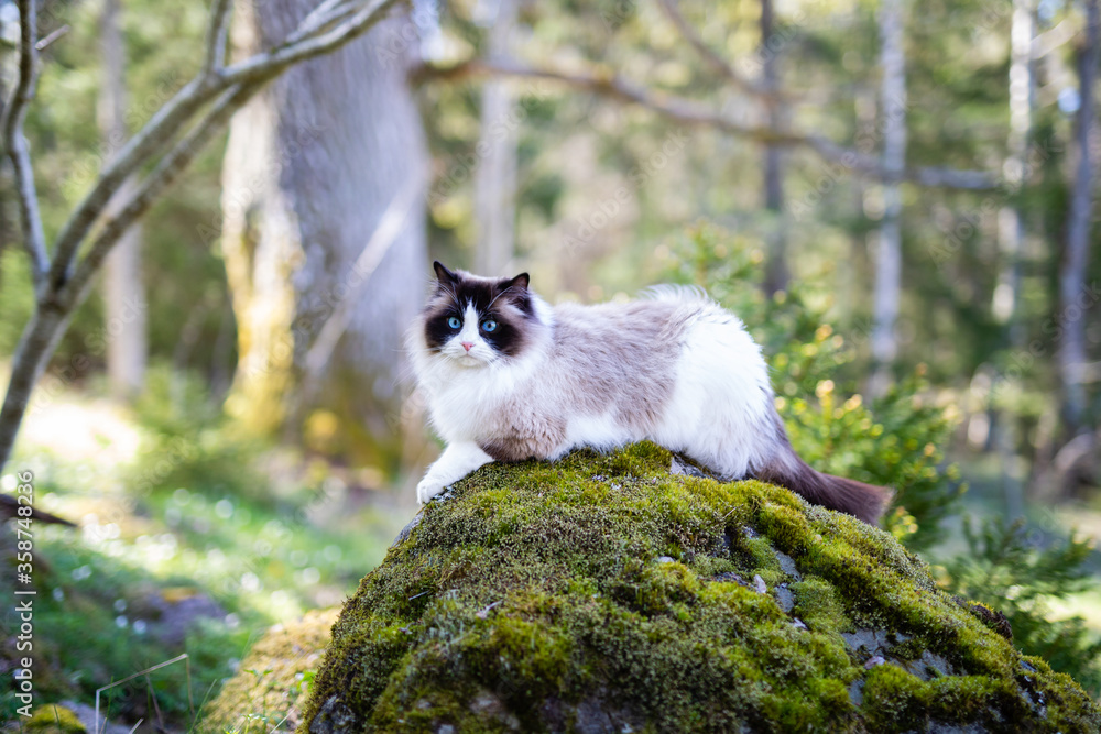 Ragdoll cat in the forest Ragdoll cat in the forest