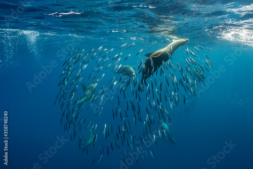 California sea lions feeding on a sardine bait ball, Pacific Ocean, Baja California, Mexico.