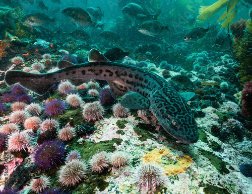 Leopard catshark in the coral seaascape of False Bay, Cape Town, South Africa.