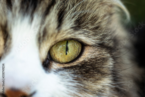 Cat's eye. Macro shooting. Close-up. View of the animal
