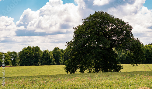 Landscape with tree in field