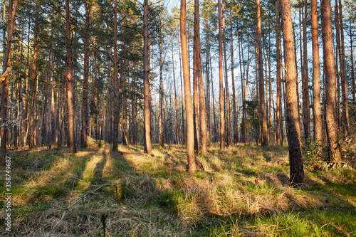 Fototapeta Naklejka Na Ścianę i Meble -  Fir and pine trees in a forest during dusk with streak of light