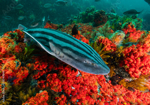 Canvas-taulu Striped pyjama shark in the coral seaascape of False Bay, Cape Town, South Africa