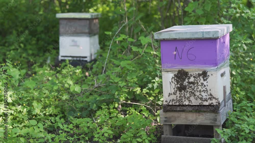 Bee swarm near the entrance to the hive. Apiary Bees flying over their house. Bee swarm near the entrance to the hive. Apiary Bees flying over their house.