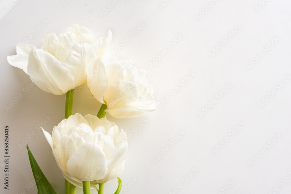 Close up of white tulips against white background from above with copy space to right Close up of white tulips against white background from above with copy space to right