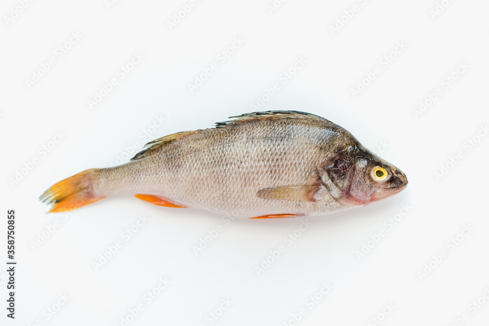 river bass on a white background, fish with scales river bass on a white background, fish with scales