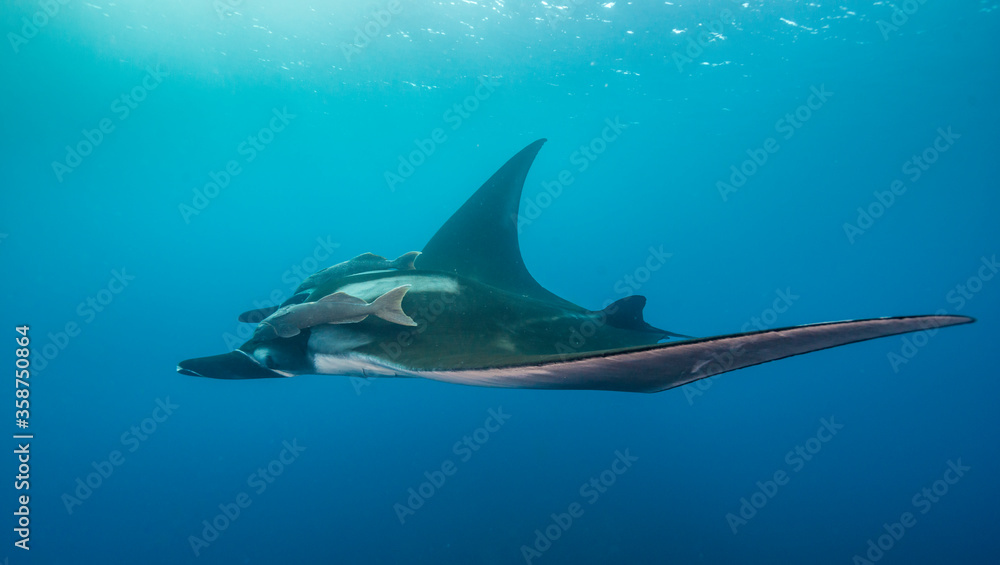 Obraz premium Oceanic manta ray, Revillagigedo Islands, Pacific Ocean, Mexico.
