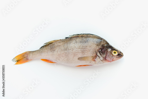 river bass on a white background, fish with scales