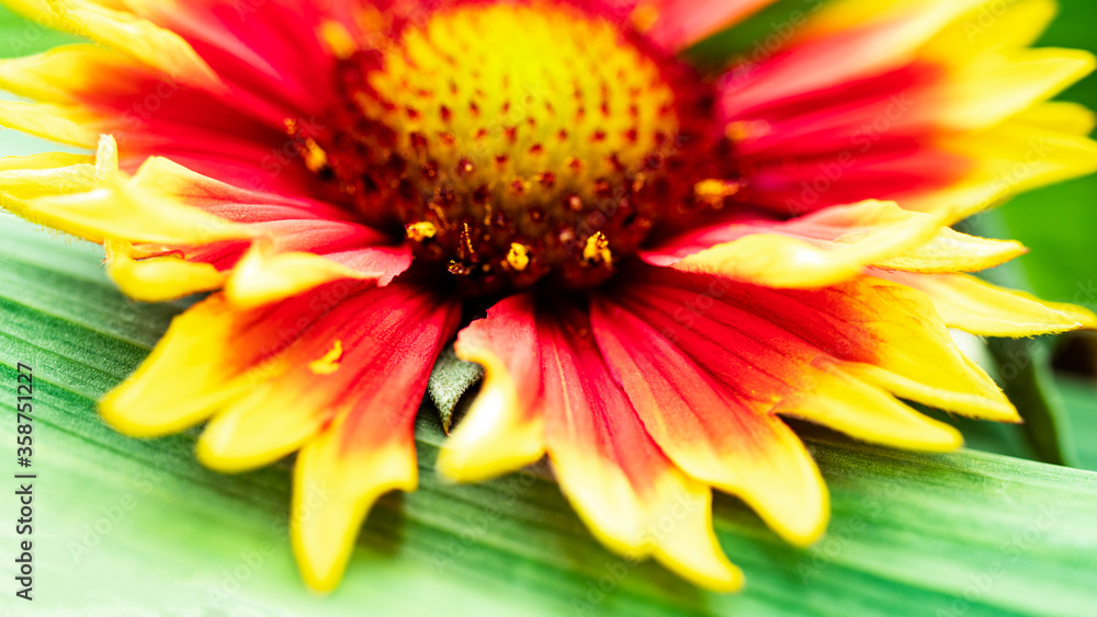 Gaillardia pulchella. Bright summer flowers on green leaves. Close-up. Macro shooting. Natural natural background Gaillardia pulchella. Bright summer flowers on green leaves. Close-up. Macro shooting. Natural natural background