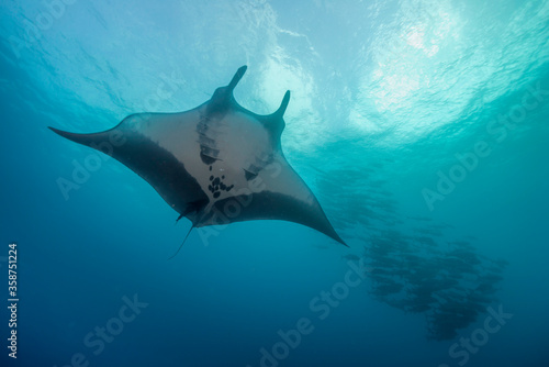 Oceanic manta ray and a large school of jacks, Revillagigedo Islands, Pacific Ocean, Mexico. © wildestanimal