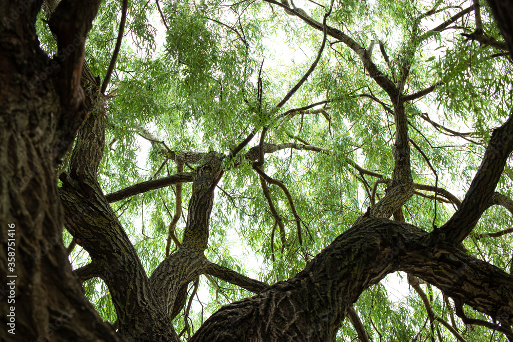 Crown of green old willow. View from below. Bark with deep cracks. Natural background. Crown of green old willow. View from below. Bark with deep cracks. Natural background.