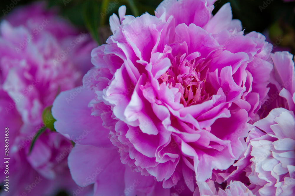 macro photo of flowers of a blossoming pink peony macro photo of flowers of a blossoming pink peony