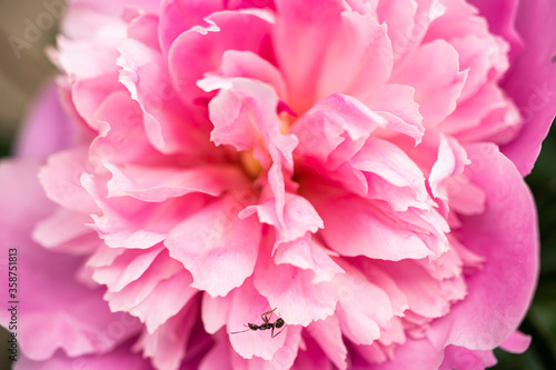 Peony flower with a small ant on it. Close-up. Macro shooting. Natural natural background
