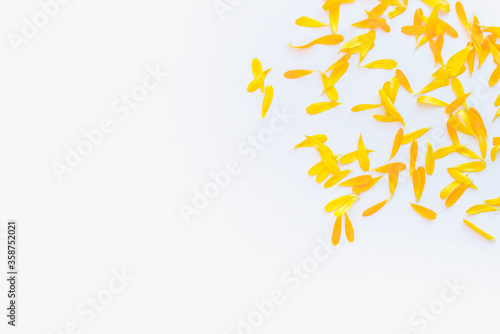 calendula petals, calendula petals on white background, yellow petals, yellow petals on a white background