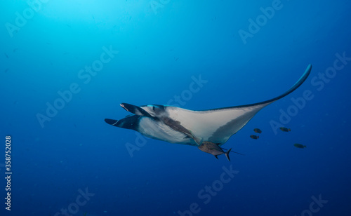 Oceanic manta ray, Revillagigedo Islands, Pacific Ocean, Mexico.