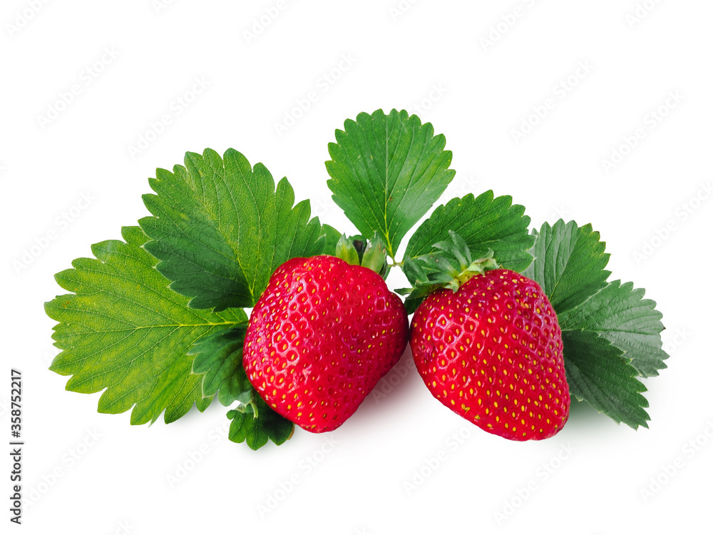 Two ripe juicy red strawberries isolated on a white background with green leaves. Two ripe juicy red strawberries isolated on a white background with green leaves.