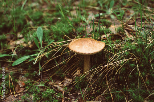 Edible wild mushroom