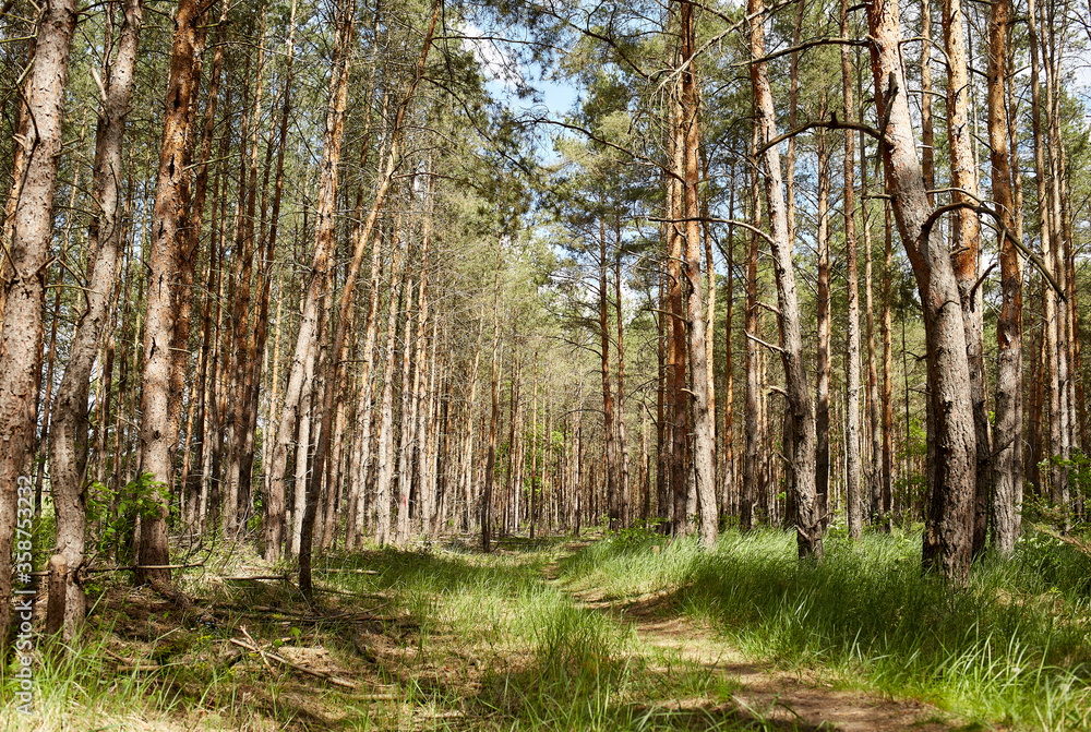 Obraz premium Fir and pine trees in a forest