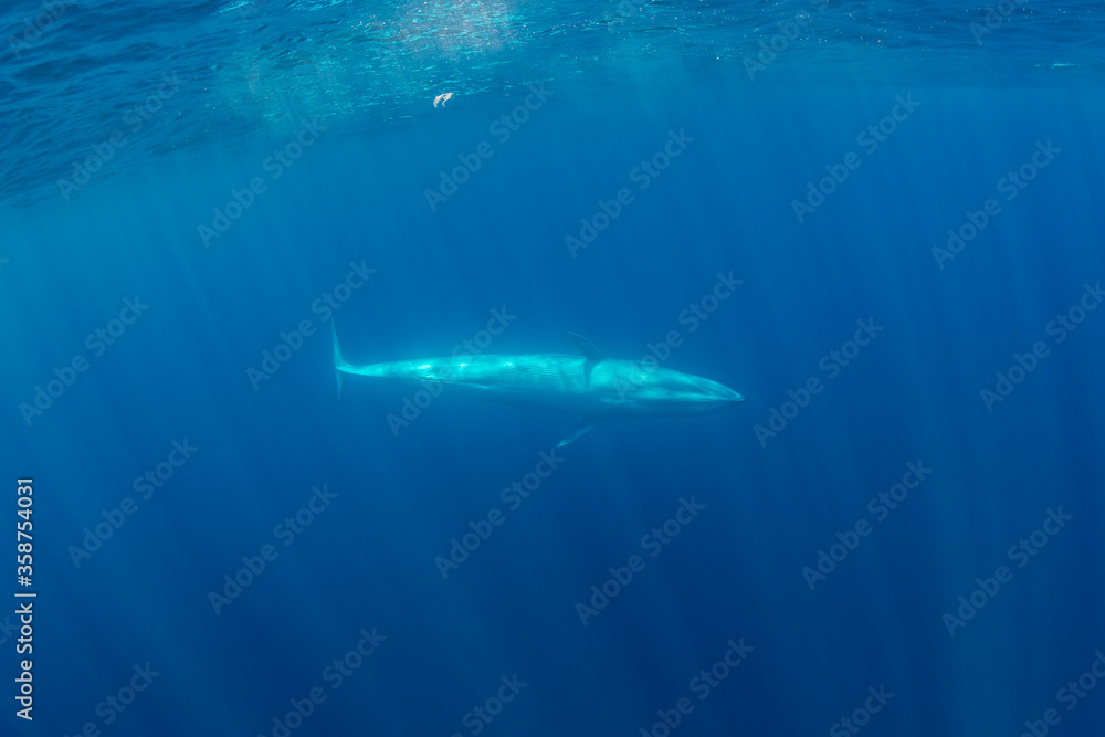 Fototapeta premium Bryde's Whale, Indian Ocean, Sri Lanka.